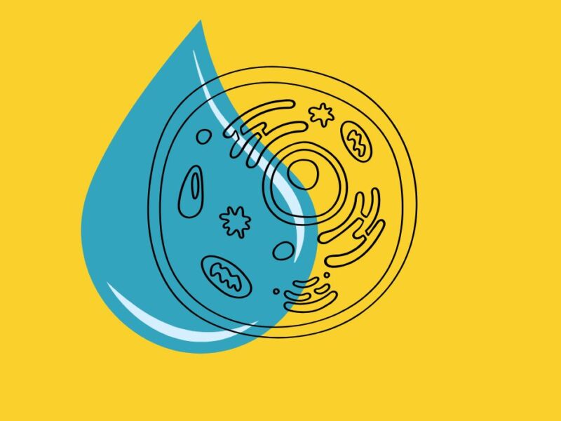 Autofagia e idratazione: goccia d'acqua con motivo cellulare