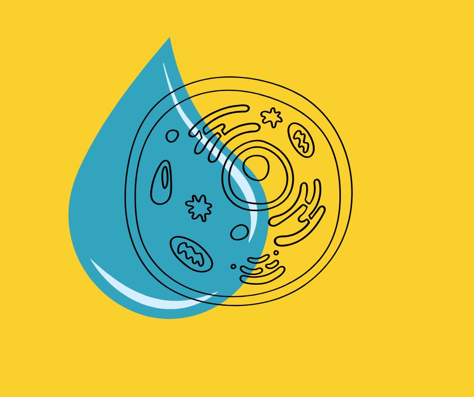 Autofagia e idratazione: goccia d'acqua con motivo cellulare